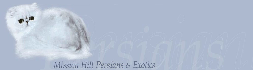 Mission Hill Persians and Exotics